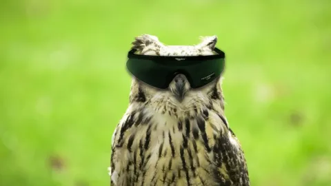 owl wearing shades funny picture wallpaper 1600x900